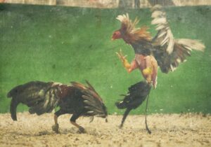 Lời Khuyên: "Gà Hay" Nằm Ở Đâu?