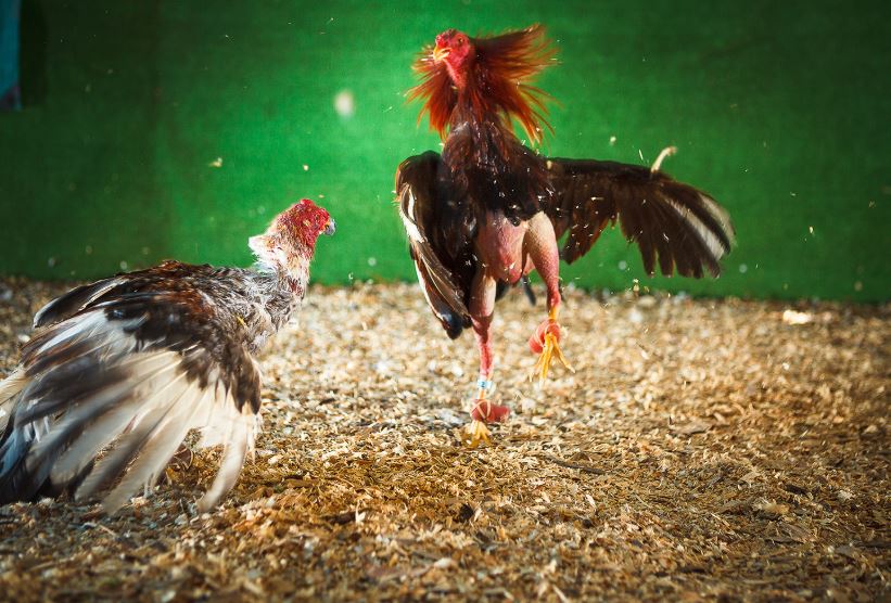 Khám Phá Những Dòng Gà Cựa "Lừng Danh" Miền Nam