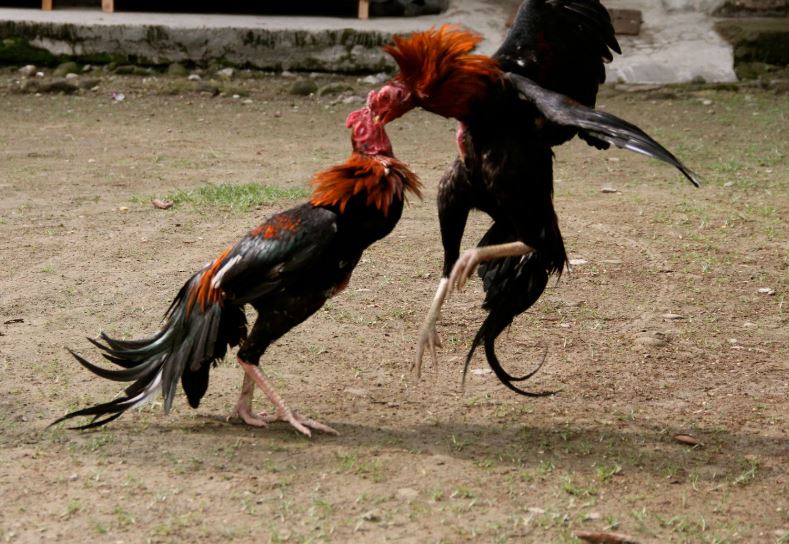 Phân Tích Các "Thánh Địa" Gà Đòn Hay Nhất Việt Nam (Miền Bắc & Trung)