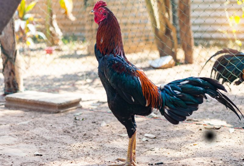 Tại Sao Không Có Nơi Nào "Hay Nhất" Tuyệt Đối? Gà Chọi Ở Đâu Hay Nhất