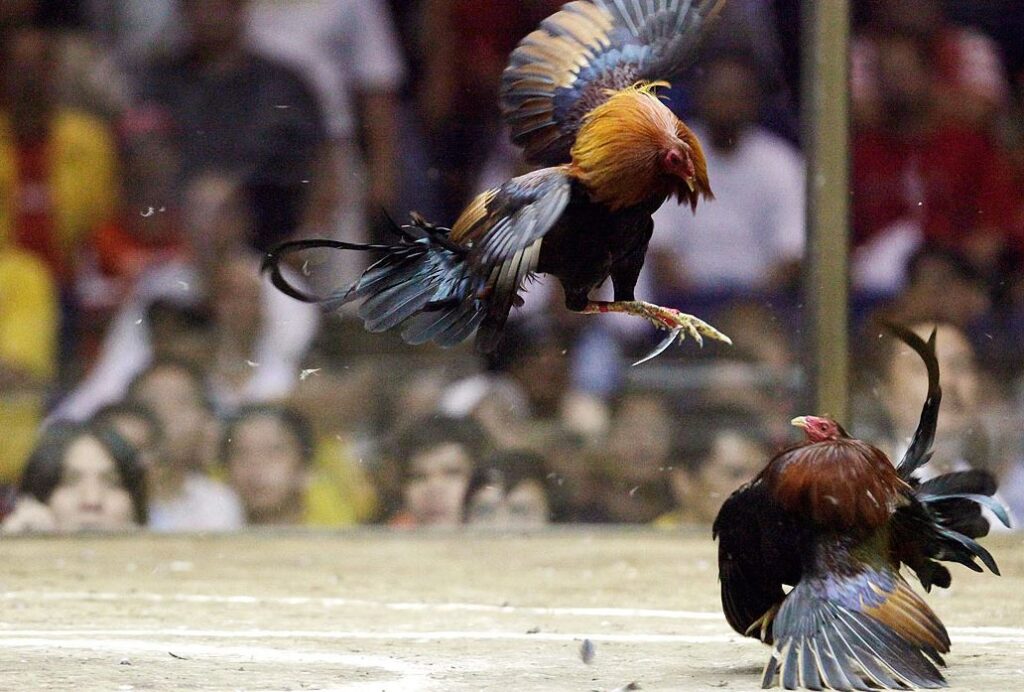 Hiểu Đúng Về "Gà Sung" - Thể Chất và Tinh Thần Khác Gì Nhau?