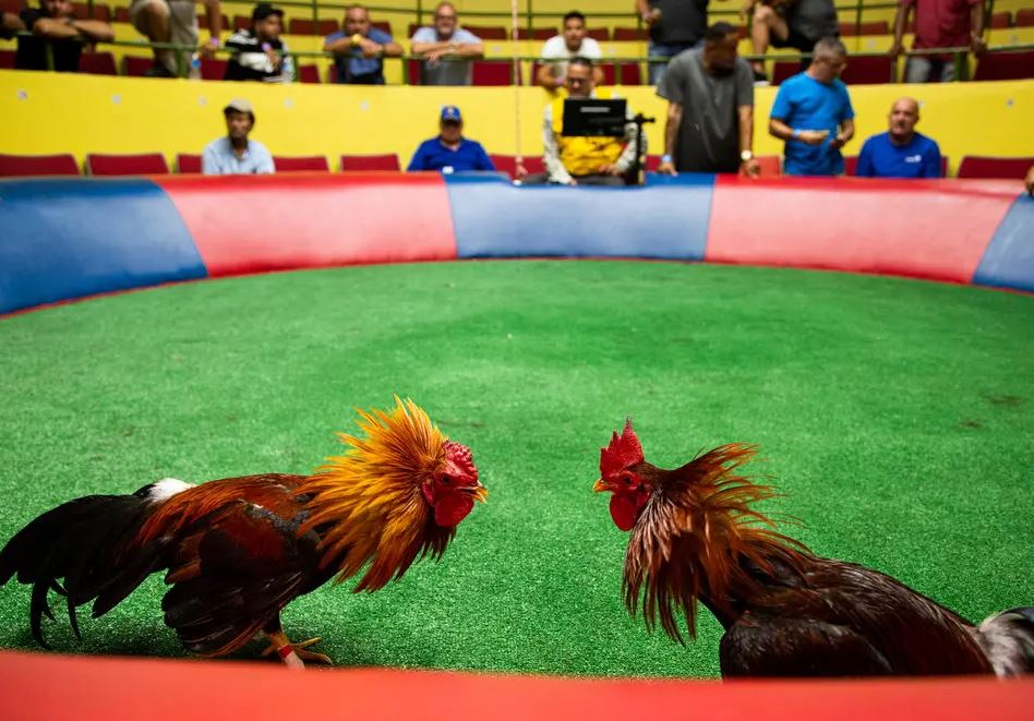 Do Kỹ Thuật Chăm Sóc Của Sư Kê