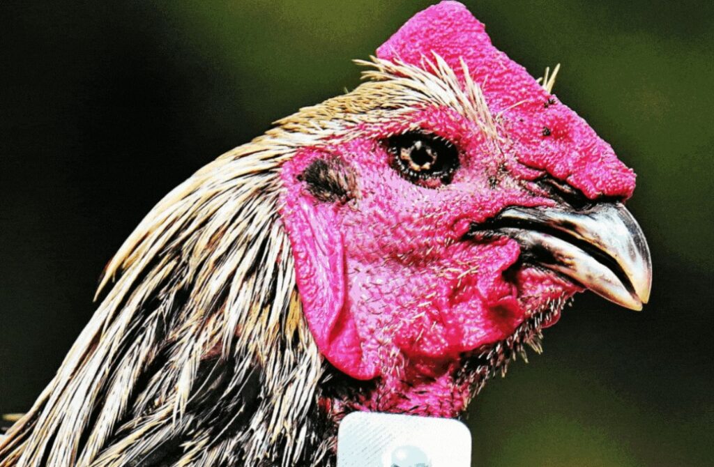 Phân Biệt Các Nguyên Nhân Khiến Gà Chọi Uống Nước Nhiều