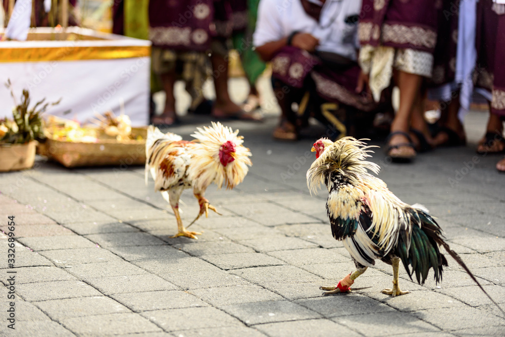 3 Lợi Ích Vàng Khiến Sư Kê Phải Cắt Tai (Lắc Tích) Cho Gà Chọi