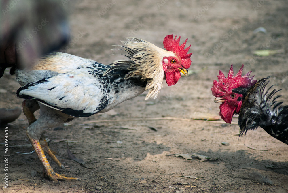 Tại Sao Gà Chọi Thái Lan Không Cắt Lông? Phân Tích Sự Khác Biệt