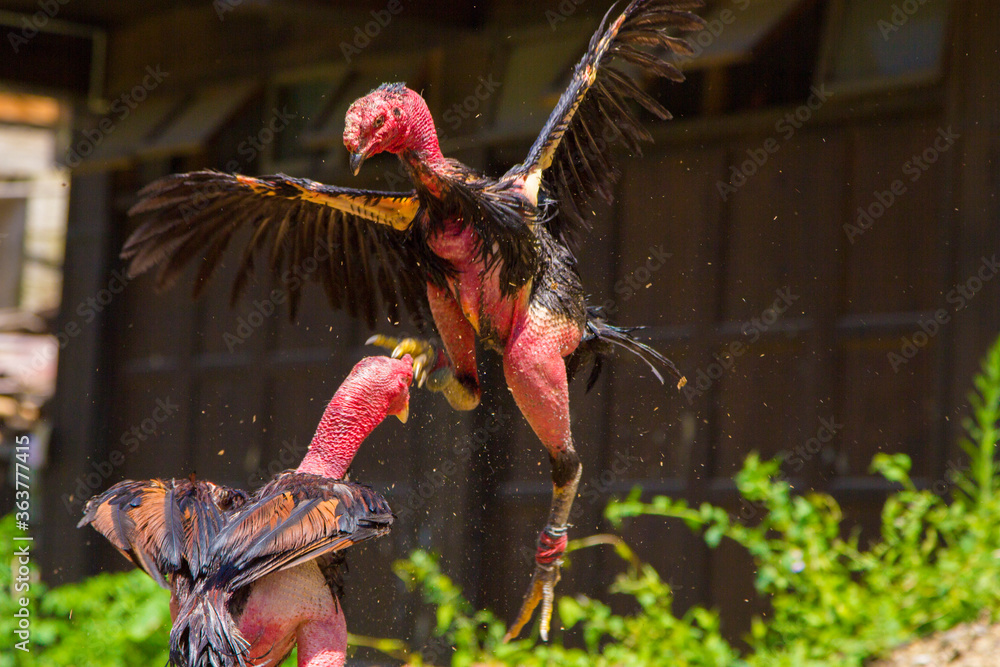 Lời Khuyên Của Tôi Về Việc Chăm Sóc Lông Gà