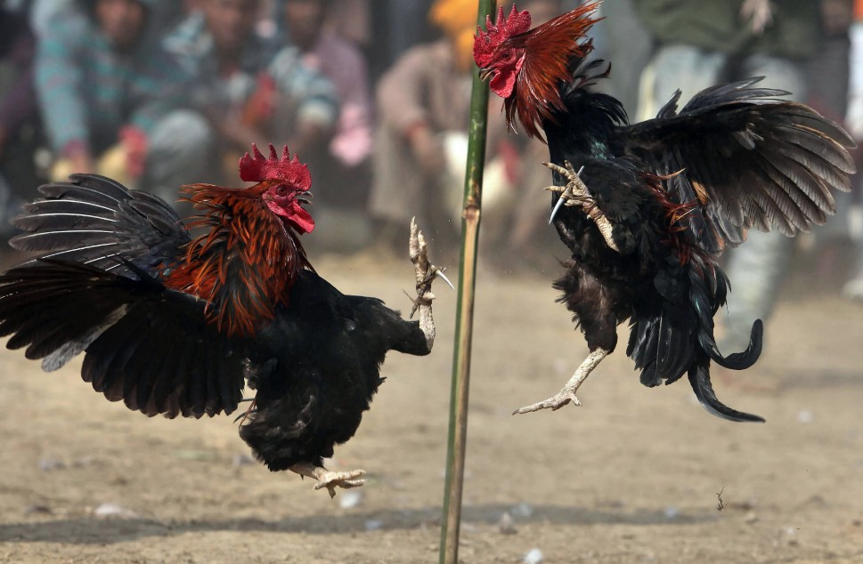 Tăng Cân Gà Chọi: "Tăng Cơ" Hay "Tăng Mỡ"? Sai Một Ly Đi Cả Trận Đấu