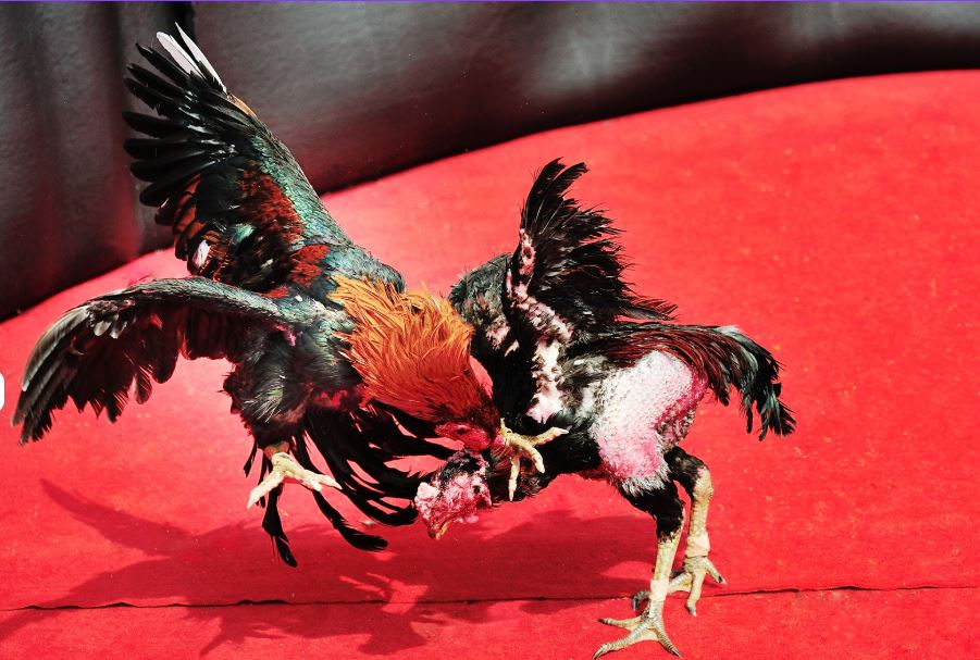 Nền Tảng Dinh Dưỡng Giúp Gà Chọi Tăng Cân Săn Chắc