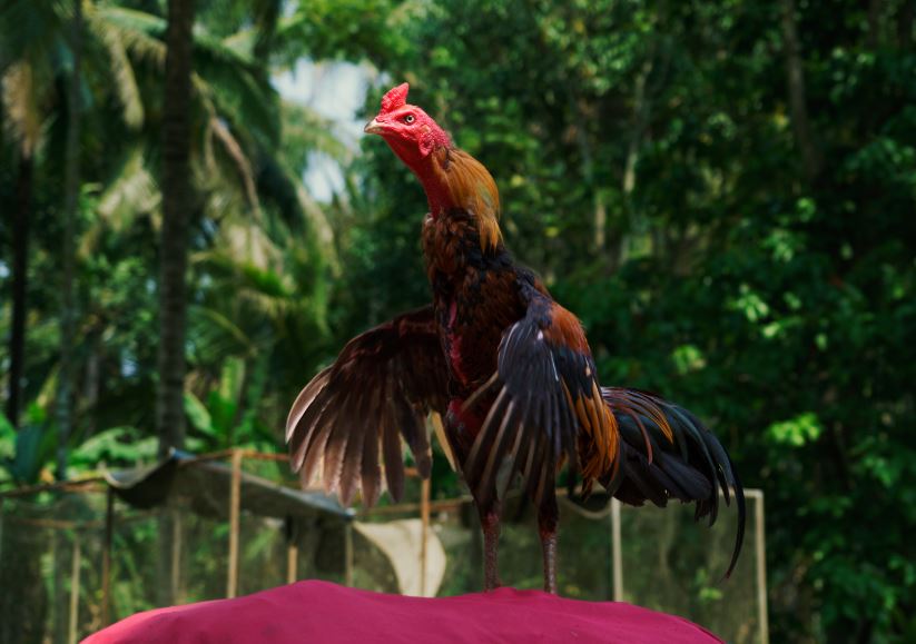 Giai Đoạn 3: Kích Thích Tinh Thần - Bí Quyết "Lên Nước Cót"