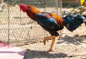 Lời Khuyên Của Chuyên Gia: Cần Làm Gì Khi Gà Uống Nhiều Nước?