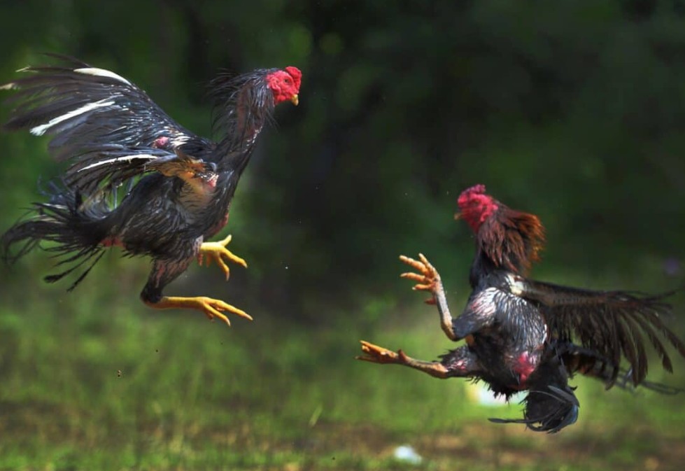 Tại Sao Giai Đoạn "Gà Con" Lại Quyết Định Thành Bại Của Một Chiến Kê?