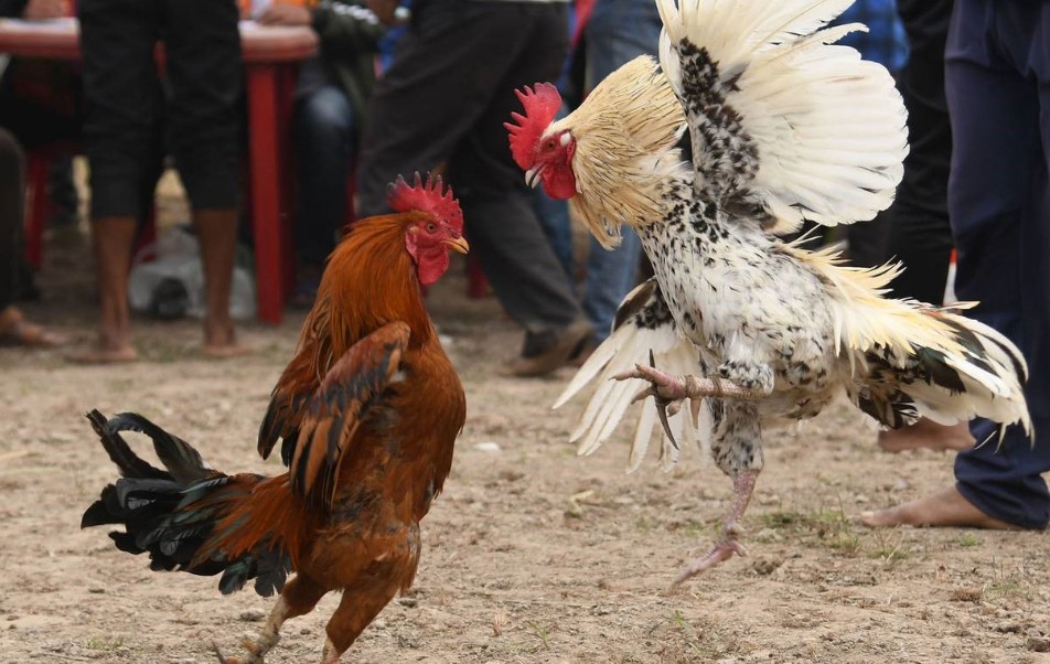 CÁCH NUÔI GÀ CHỌI CON KHỎE MẠNH - Hướng Dẫn Chi Tiết Từ A-Z