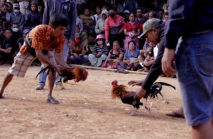 Bí Mật Cách Nuôi Gà Chọi Con Khỏe Mạnh: Từ A-Z Cho Sư Kê Mới