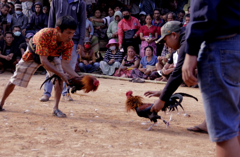 Bí Mật Cách Nuôi Gà Chọi Con Khỏe Mạnh: Từ A-Z Cho Sư Kê Mới