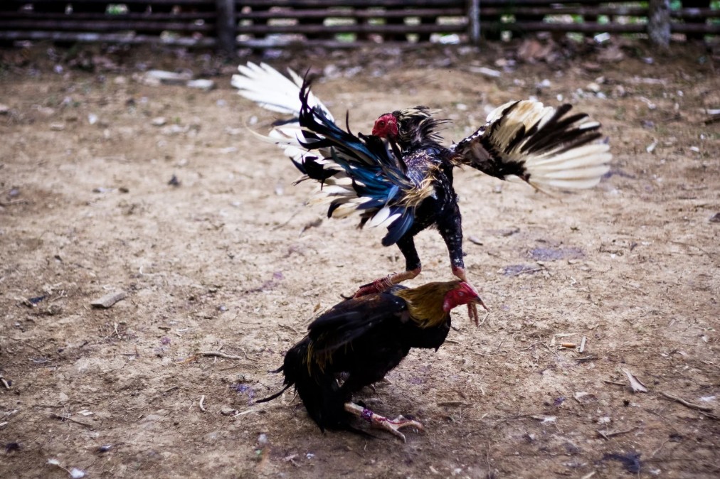 [CÁCH XEM CHÂN GÀ CHỌI] - Hướng Dẫn Chi Tiết Từ A-Z