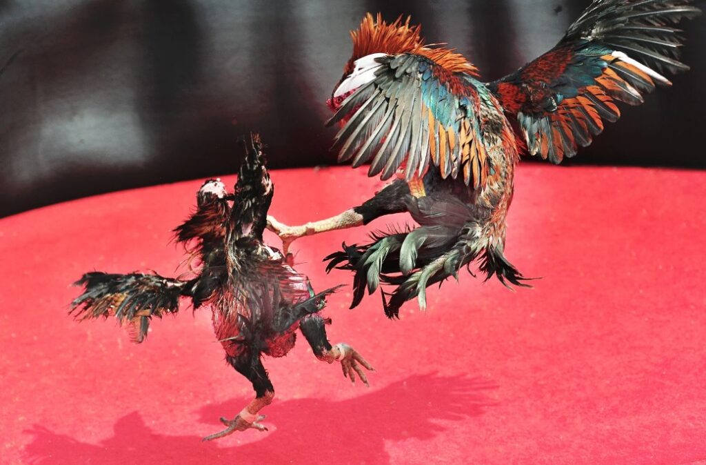 Bí Kíp Xem Vảy Gà: Phân Biệt Tốt - Xấu