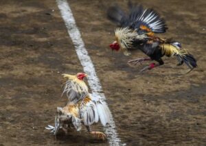 Cách Xem Màu Mạng Theo Ngày (Nhựt Thần) - Bí Kíp Cao Thủ