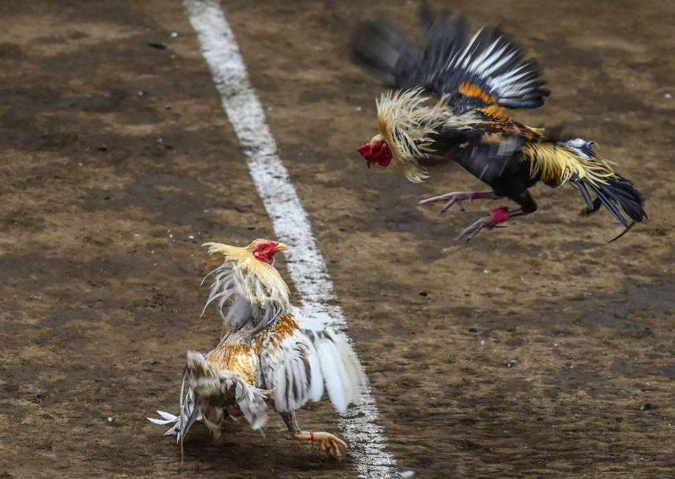 Cách Xem Màu Mạng Theo Ngày (Nhựt Thần) - Bí Kíp Cao Thủ