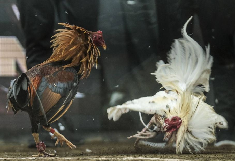 Hướng Dẫn Xem Màu Mạng: Quy Luật Sinh - Khắc