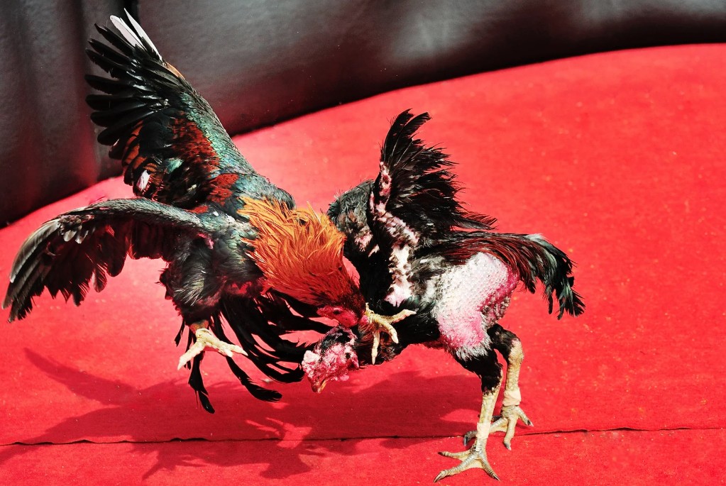 Góc Nhìn Chuyên Gia Bj38: Đừng Để Bị Ám Ảnh Bởi "Linh Kê"