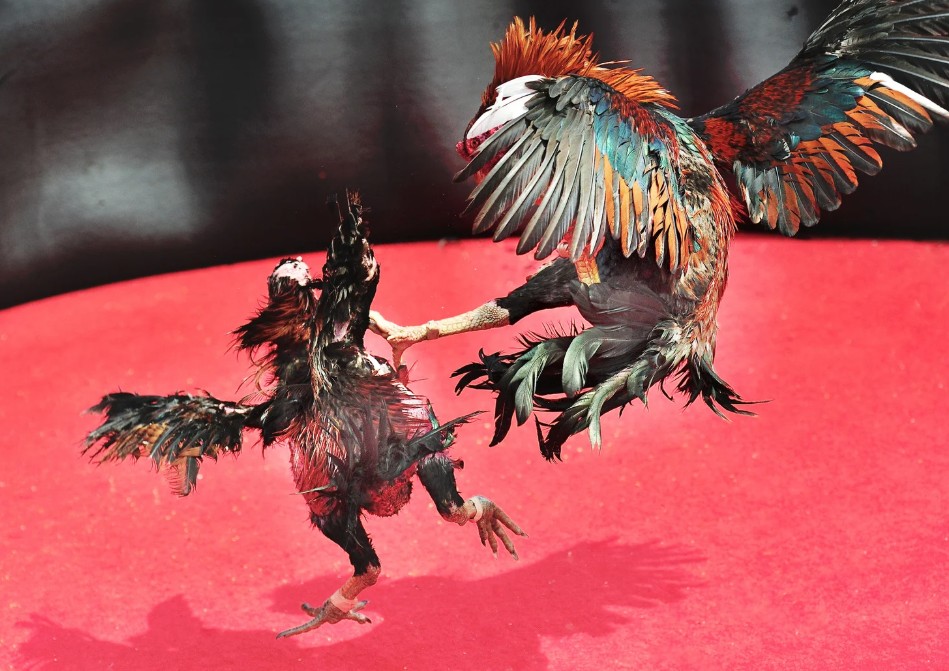 Tại Sao Gà Chọi C1 Lệ Thanh Lại Quan Trọng