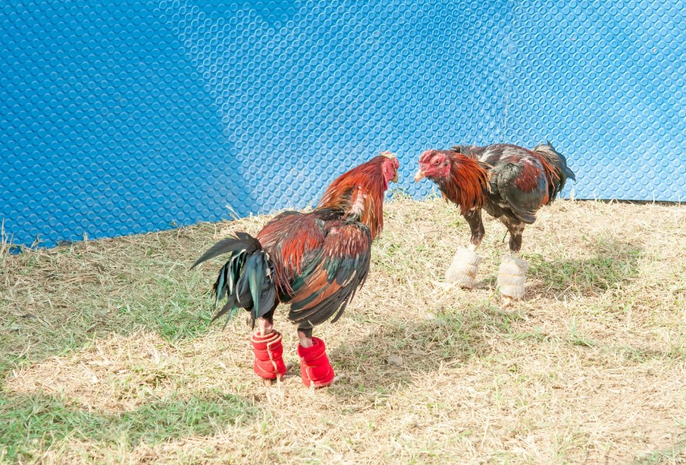 GÀ CHỌI C1 LỆ THANH - Hướng Dẫn Chọn & Nuôi Từ A-Z