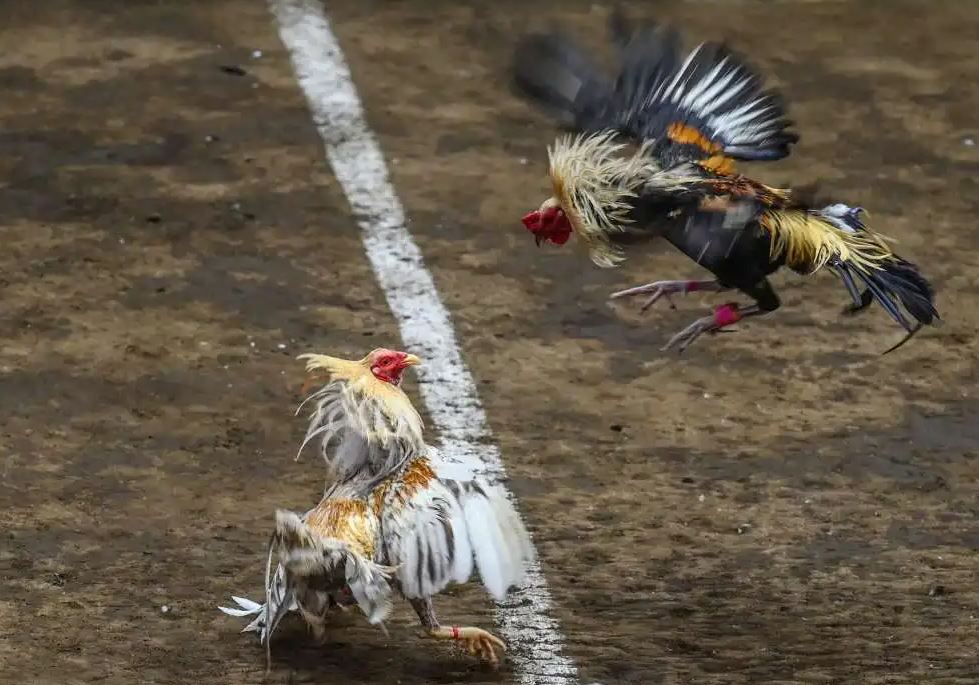 Hướng Dẫn Chi Tiết: Cách Xem Màu Mạng Gà Đá Theo Ngày