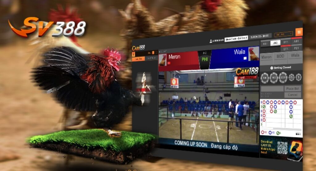 Tại Sao Cách Nhìn Gà Biết Lối Đá Lại Quan Trọng Hơn Cả Việc Tập Luyện