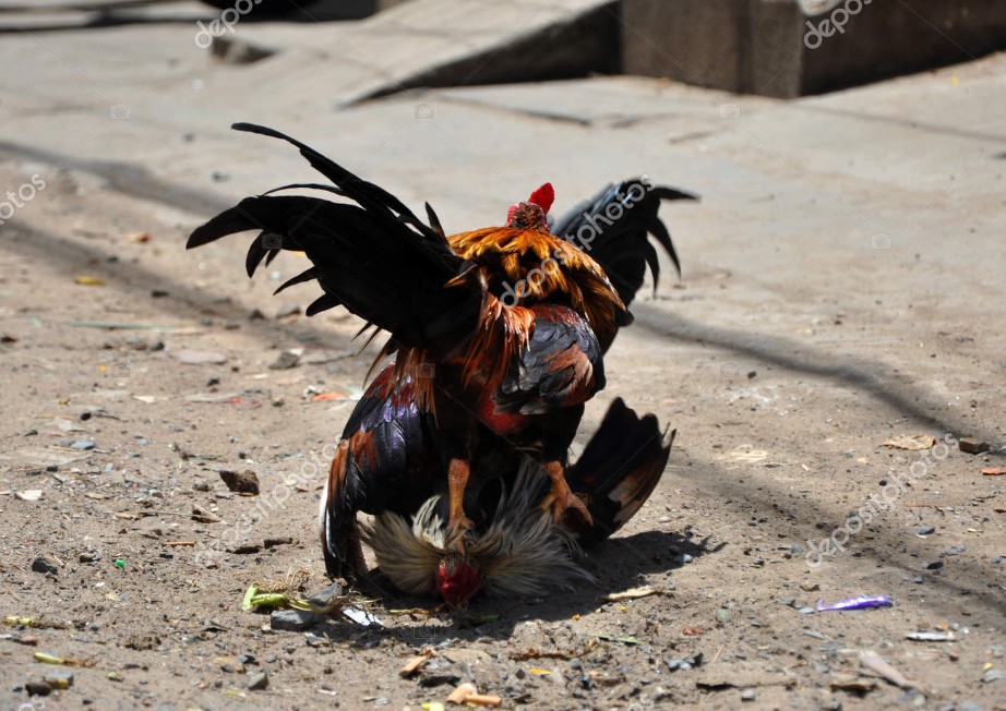 Tại Sao Đá Gà Bị Bắt? 3 Lý Do Cốt Lõi