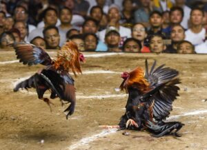 Cách Nuôi Gà Đá Cựa Sắt: Cẩm Nang Từ A-Z Dành Cho Kê Thủ