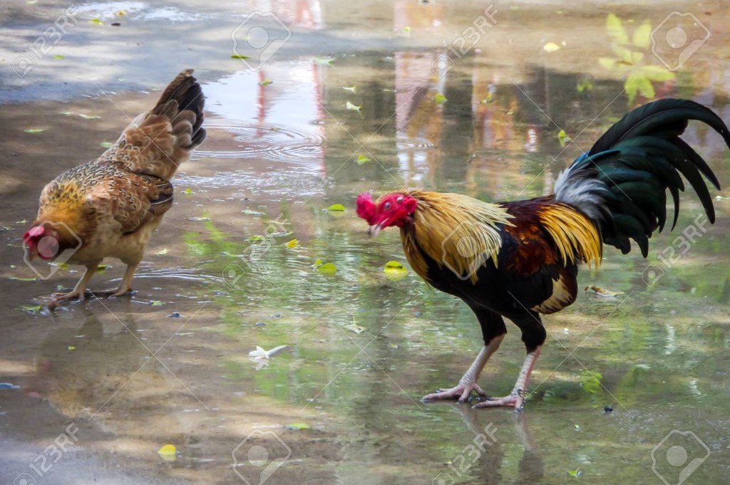 Kiến Thức Nền Tảng: Chọn Giống & Xem Tướng (Theo Kê Kinh)