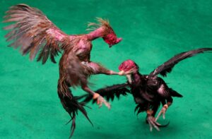 Tại Sao Cấm Đá Gà? Bí Mật Đằng Sau Lệnh Cấm Và Sự Biến Tướng Của Một Di Sản