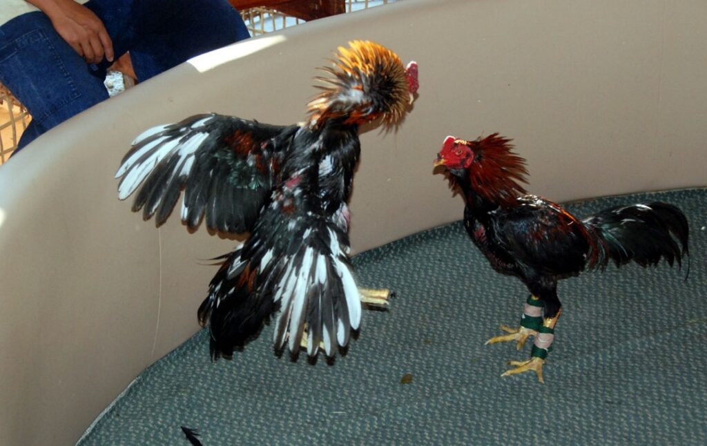 Tại Sao Nuôi Gà Đá Cựa Sắt Cần Chiến Lược Riêng?