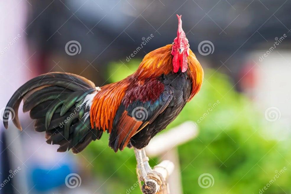 Quy Trình Nuôi & Chăm Sóc Từ A-Z (Giai Đoạn Biệt Dưỡng)