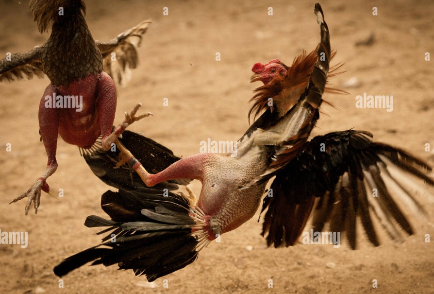 Cách Nuôi Gà Trước Khi Ra Độ - Hướng Dẫn Chi Tiết Từ A-Z