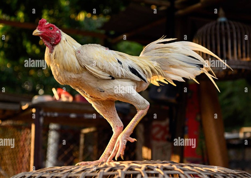 Tại Sao Giai Đoạn "Biệt Dưỡng" Lại Quan Trọng?