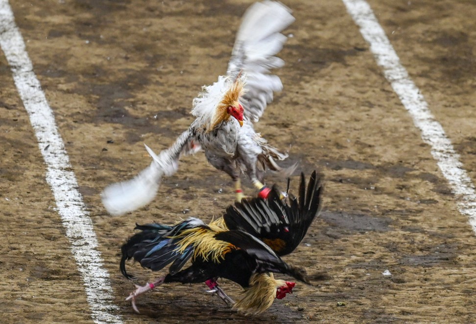 Tại Sao Bệnh Lác Ở Gà Lại "Nguy Hiểm" Hơn Bạn Nghĩ?