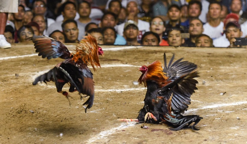 Nguyên Nhân Gốc Rễ: Vì Sao Gà Chiến Của Bạn Bị Mốc?