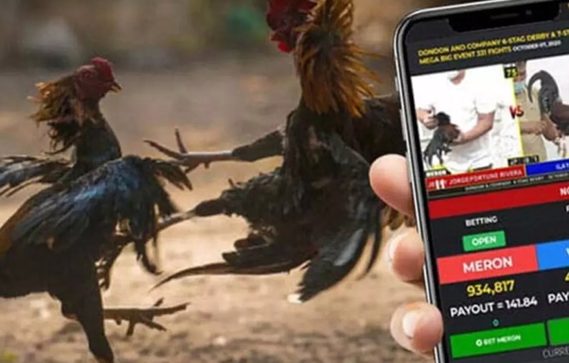 Tại Sao Bệnh Mốc (Lác) Lại Là "Án Tử" Cho Phong Độ Chiến Kê?