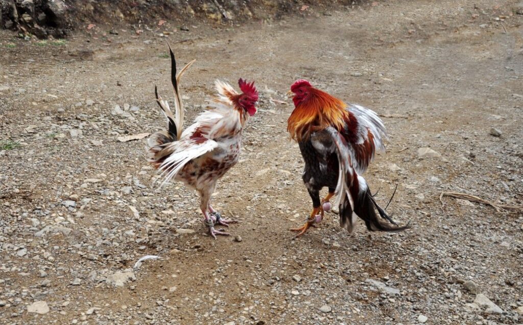 Tại Sao XEM MẮT GÀ CHỌI HAY Lại Quyết Định 50% Thắng Bại