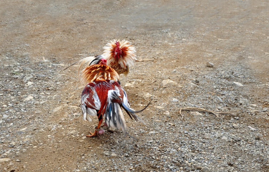 Giải Mã Màu Mắt: Chọn Màu Nào Để "Bách Chiến Bách Thắng"?