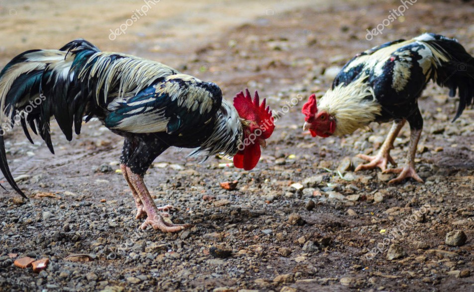 Hiểu rõ Cách Chữa Gà Bị Om Đòn ở gà chọi là gì