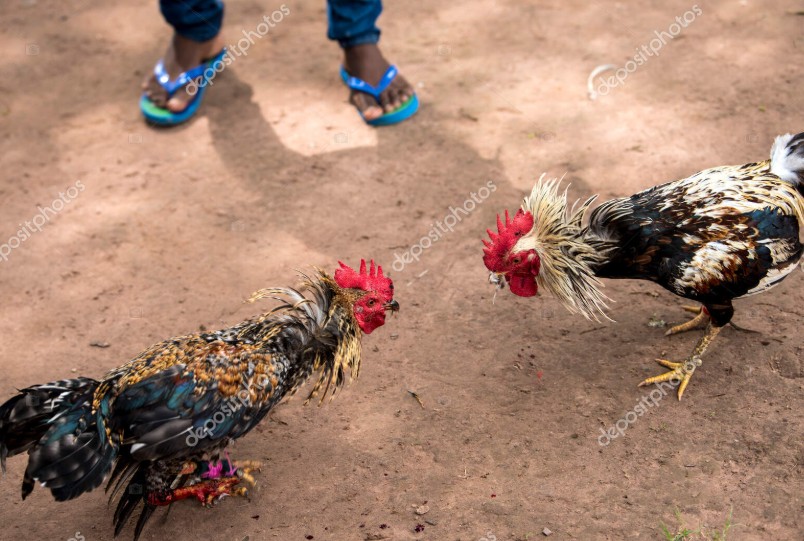 Tam Túc - Bí Mật Nằm Ở Đôi Chân và Xương Ghim