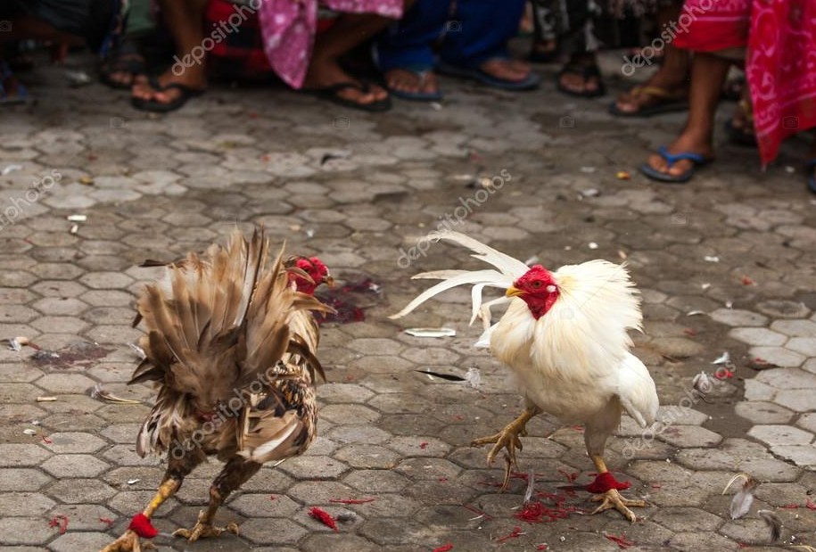 Bộ Tiêu Chuẩn Vàng Để Trong Cách nhận biết gà mái chọi hay