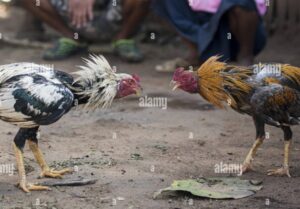 Lời Khuyên Chuyên Gia: Phối Gà Theo Ngũ Hành (Màu Lông)