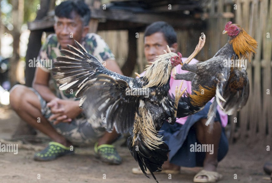 Cách Phòng Bệnh Cho Gà Chọi - Tầm quan trọng của việc phòng bệnh cho "chiến kê"
