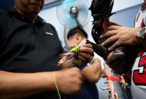 Kinh nghiệm dân gian giúp gà bền bỉ, ít ốm vặt