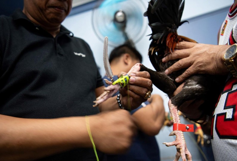 Kinh nghiệm dân gian giúp gà bền bỉ, ít ốm vặt