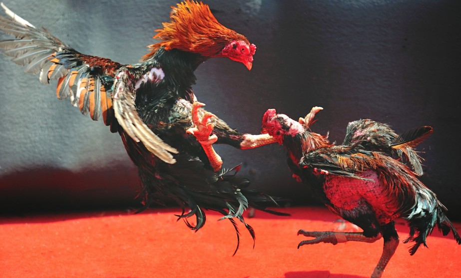 Phép Xem Màu Mạng & Phong Thủy: Ứng Dụng "Kinh Kê Diễn Nghĩa"