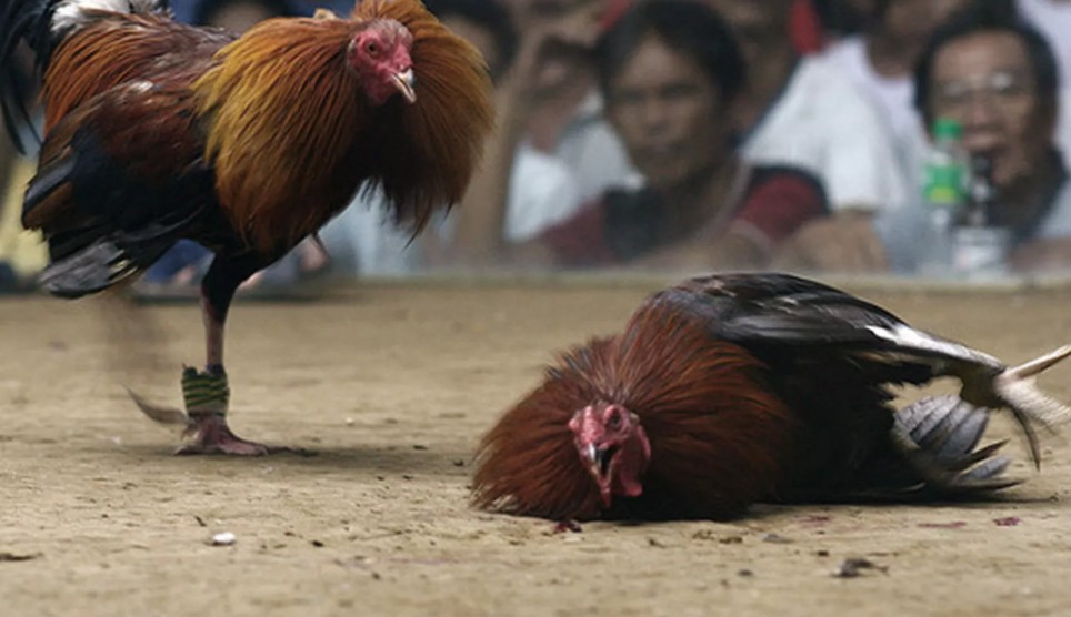 Bí Quyết Xem Chân và Vảy: "Tứ Túc" - Chìa Khóa Sống Còn